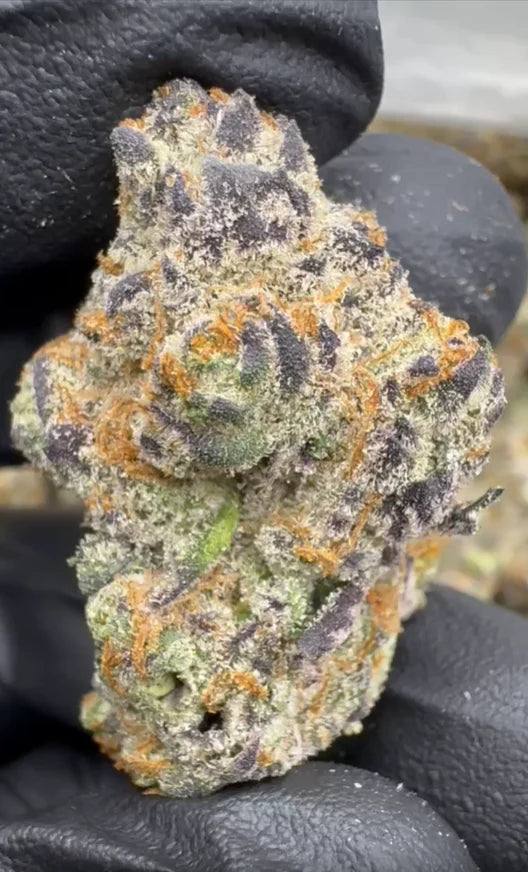 lemon slam | exotic indoor | flower