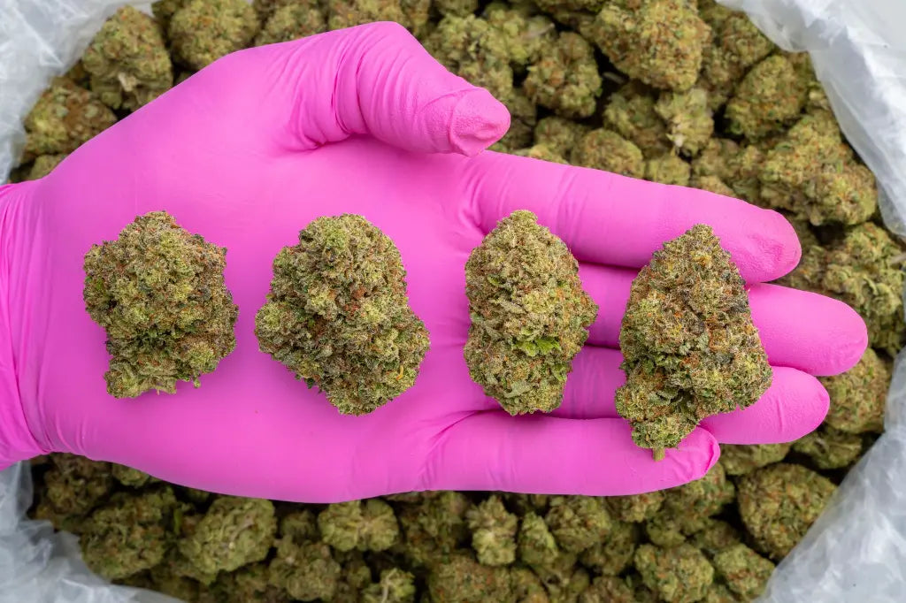 acai gelato | top tier | flower