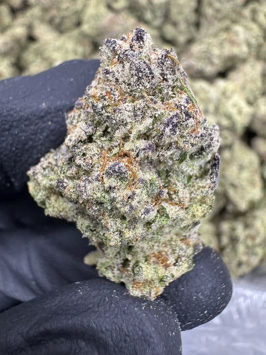 blueberry muffin | exotic indoor | flower