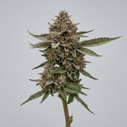 blueberry kush | top tier | flower | 1 oz