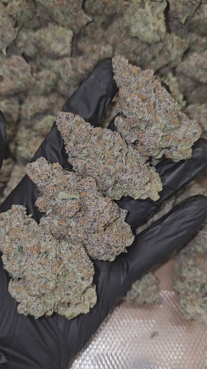 super boof | exotic indoor | flower