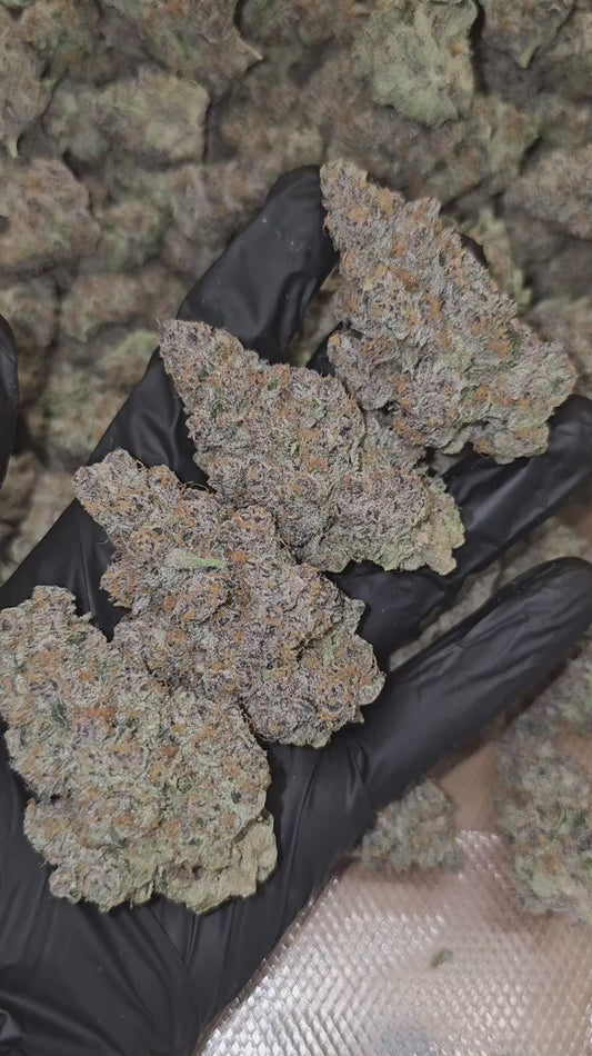 super boof | exotic indoor | flower