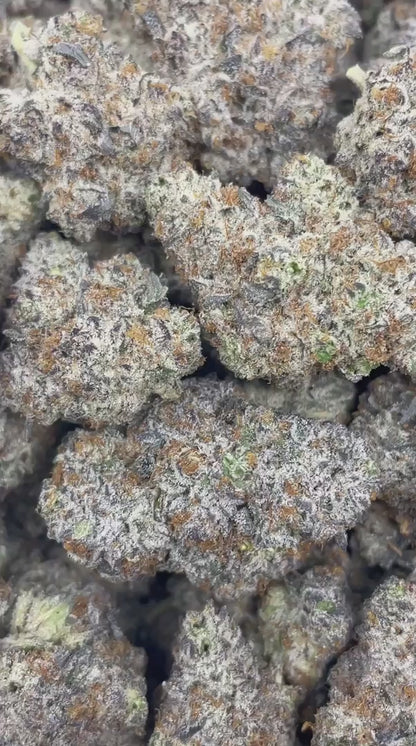 blue starburst | exotic indoor | living soil | flower