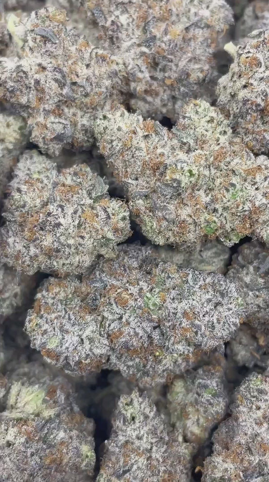 blue starburst | exotic indoor | living soil | flower