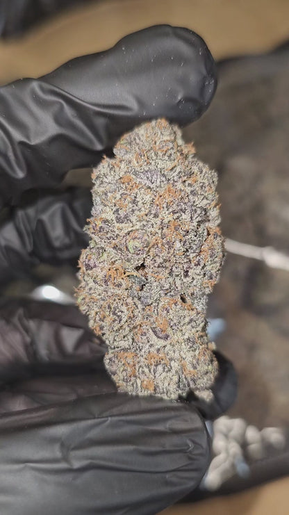 double chocolate | exotic indoor | flower