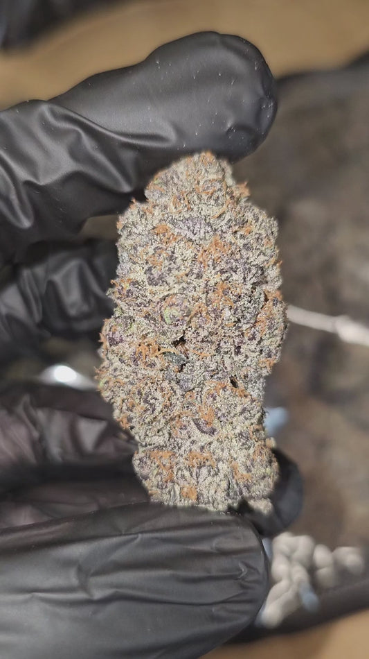 double chocolate | exotic indoor | flower