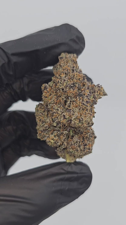 neon slushie | exotic indoor | flower