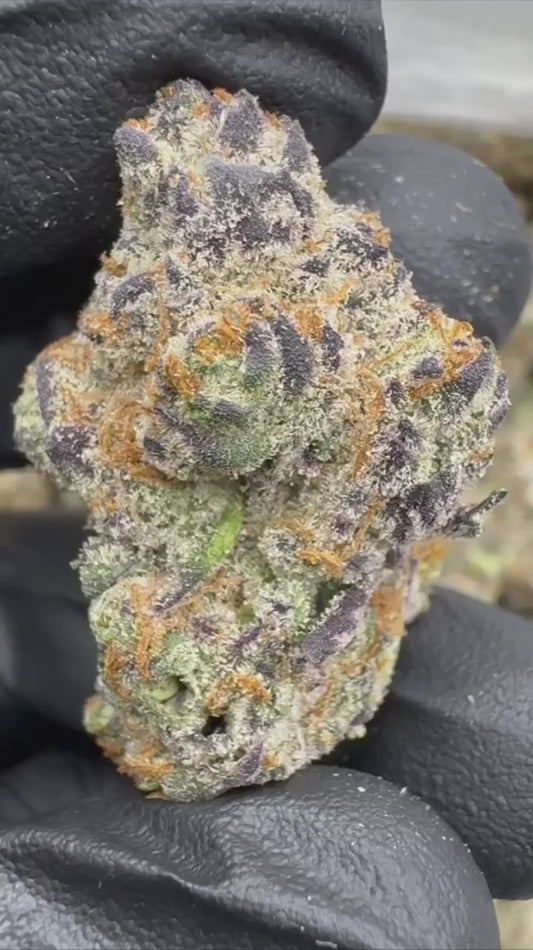 lemon slam | exotic indoor | flower