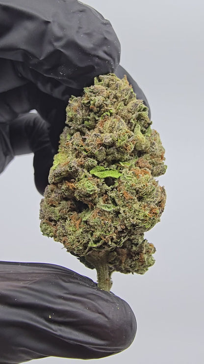 jealousy | boutique tier | flower