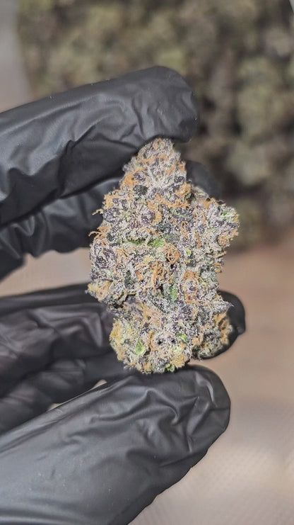rainbow sherb | exotic indoor | flower