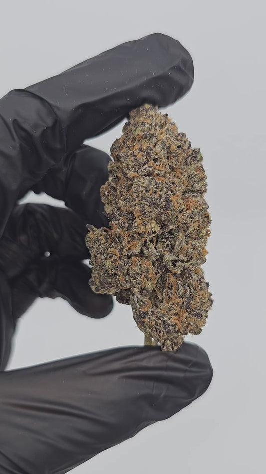 neon slushie | exotic indoor | flower