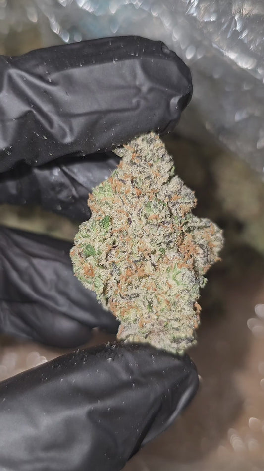 time wreck | exotic indoor | flower