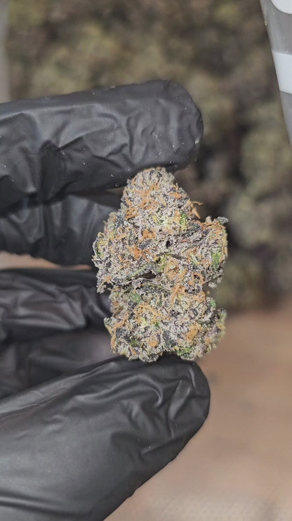 rainbow sherb | exotic indoor | flower