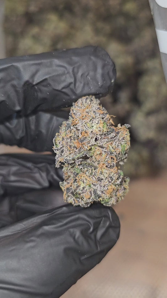 rainbow sherb | exotic indoor | flower