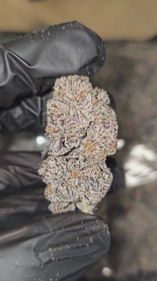 double chocolate | exotic indoor | flower
