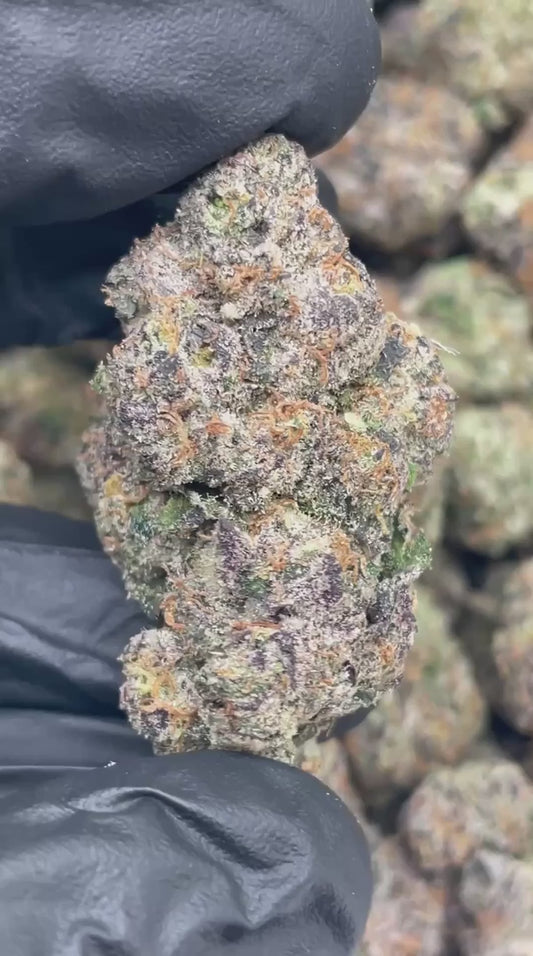 candy gas | boutique tier | flower