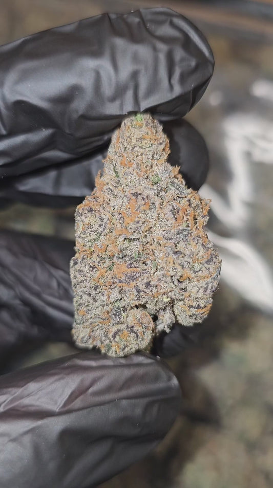 lemon bars | exotic indoor | flower