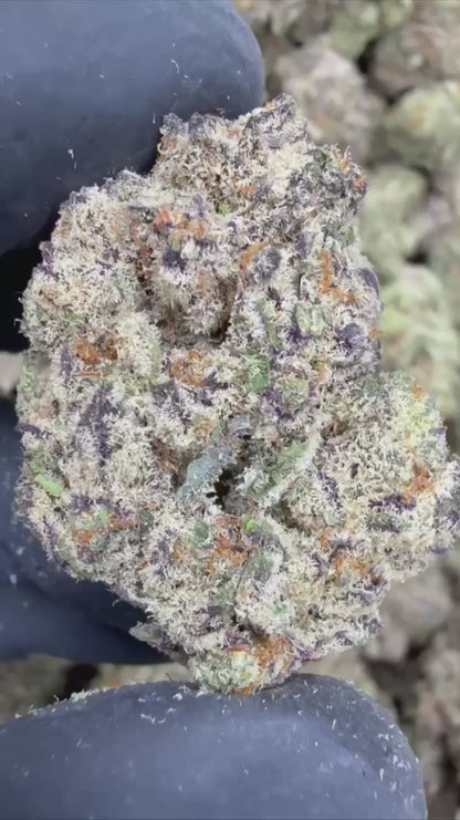 watermelon zkittles | exotic indoor | flower