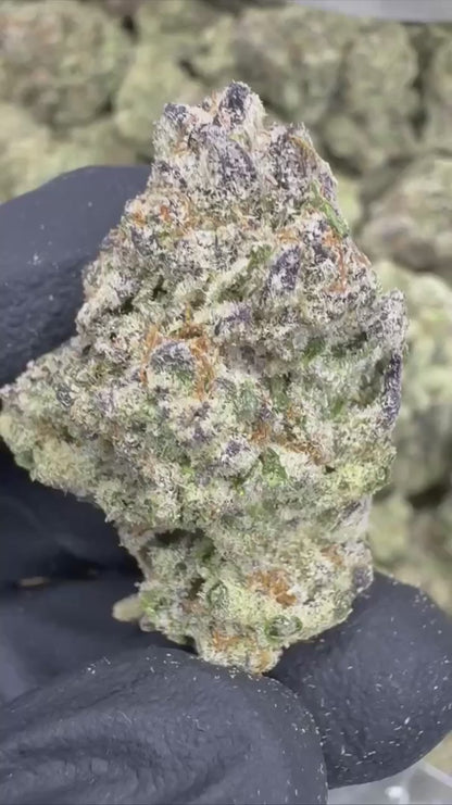 blueberry muffin | exotic indoor | flower