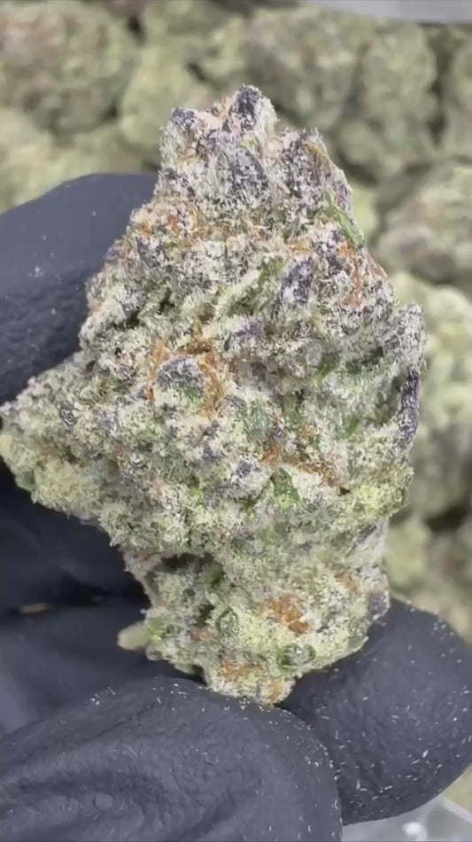 blueberry muffin | exotic indoor | flower