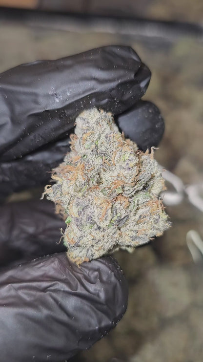 UK cheese | exotic indoor | flower