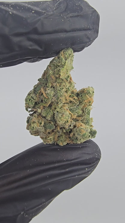 blue dream | boutique tier | flower