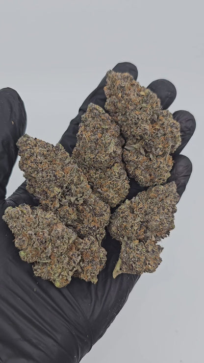 neon slushie | exotic indoor | flower