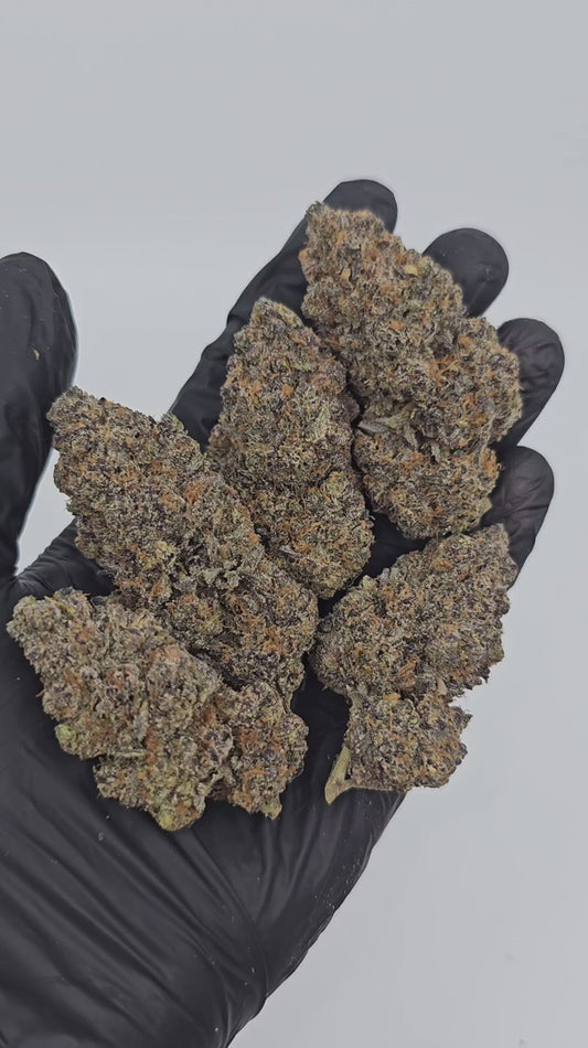 neon slushie | exotic indoor | flower