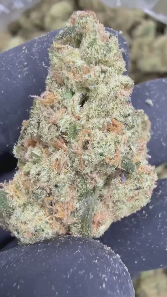 sweet tea | exotic indoor | flower