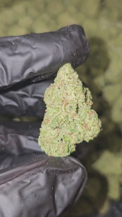 amnesia haze | top tier | flower