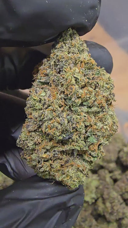 pacific drizzle | boutique tier | flower