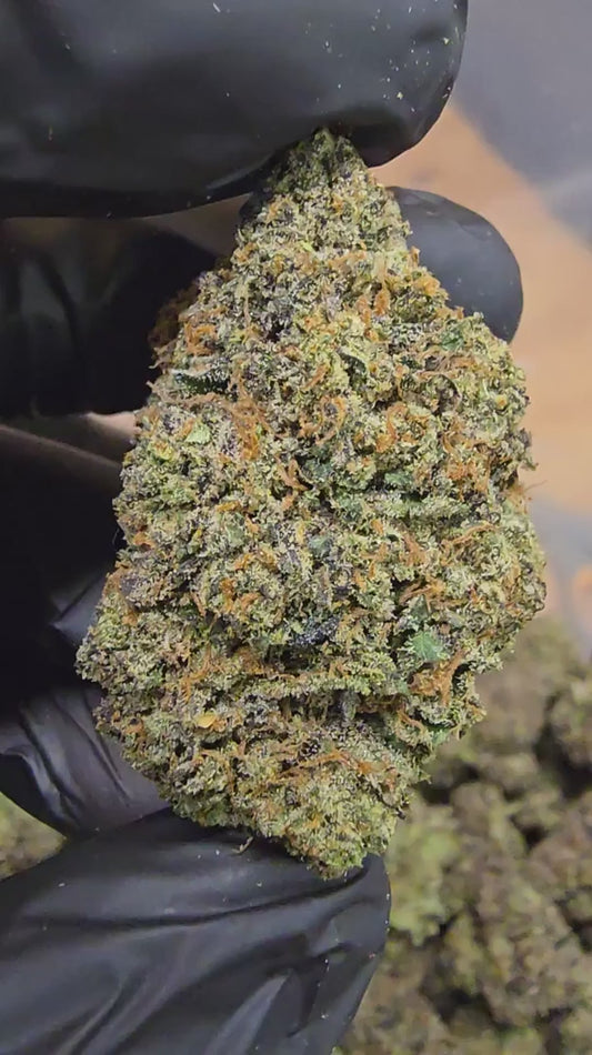 pacific drizzle | boutique tier | flower