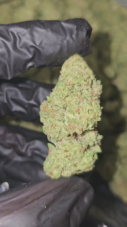 amnesia haze | top tier | flower