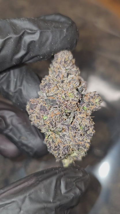 rainbow sherb | exotic indoor | flower