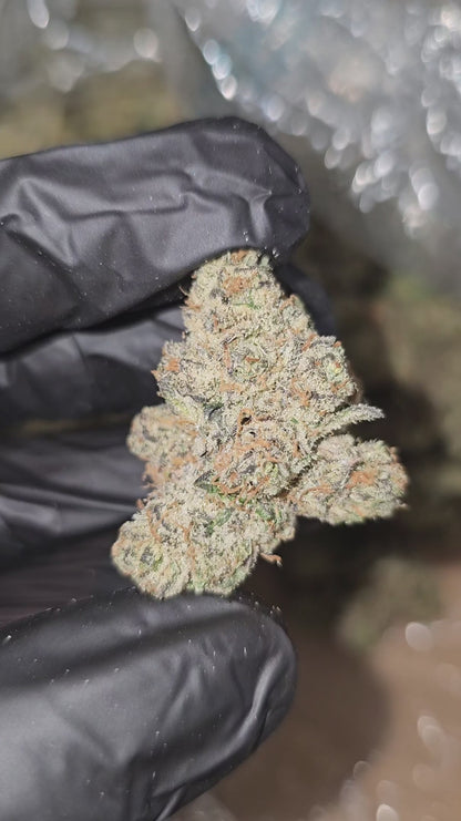 time wreck | exotic indoor | flower