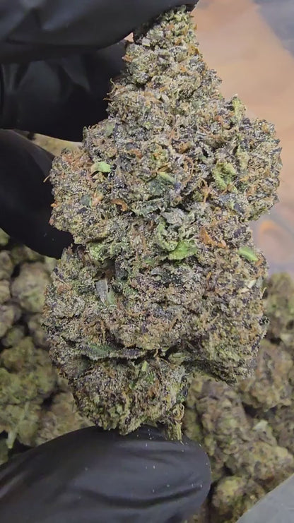 pacific drizzle | boutique tier | flower