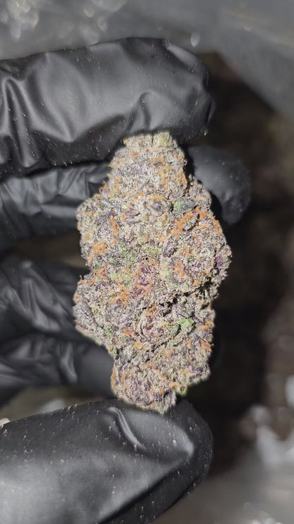 toad venom | boutique tier | flower