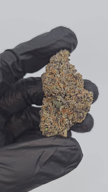 neon slushie | exotic indoor | flower