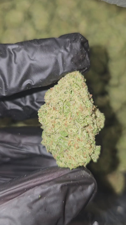 amnesia haze | top tier | flower