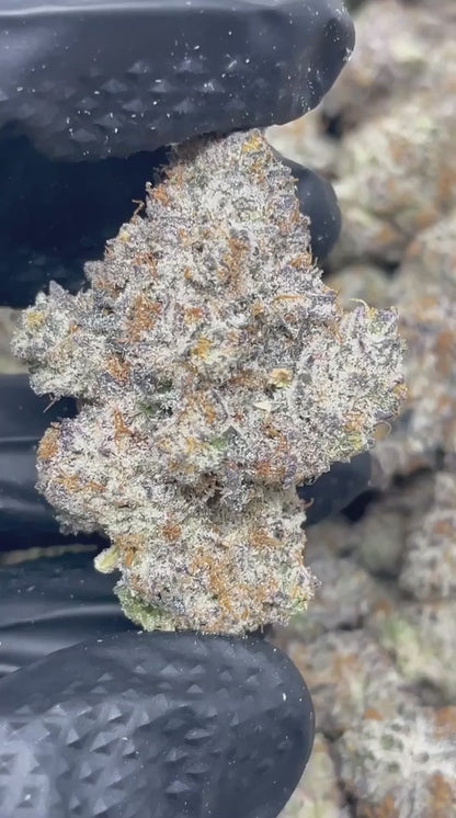 blue starburst | exotic indoor | living soil | flower