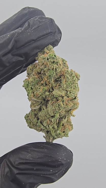 blue dream | boutique tier | flower