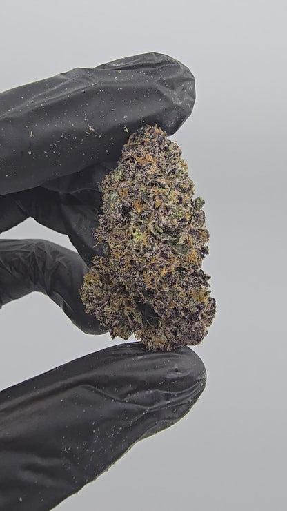 rainbow sherb | exotic indoor | flower