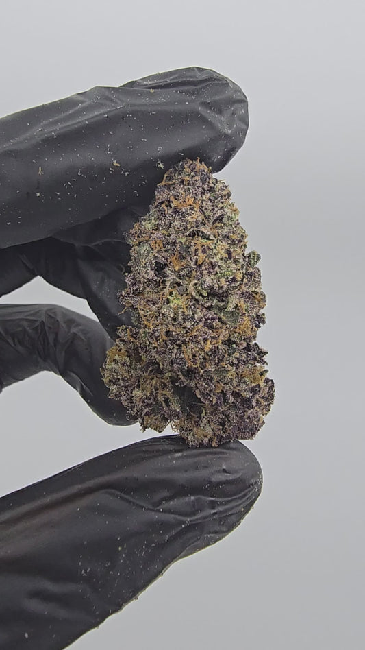 rainbow sherb | exotic indoor | flower