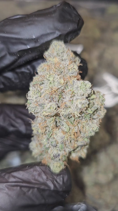 UK cheese | exotic indoor | flower