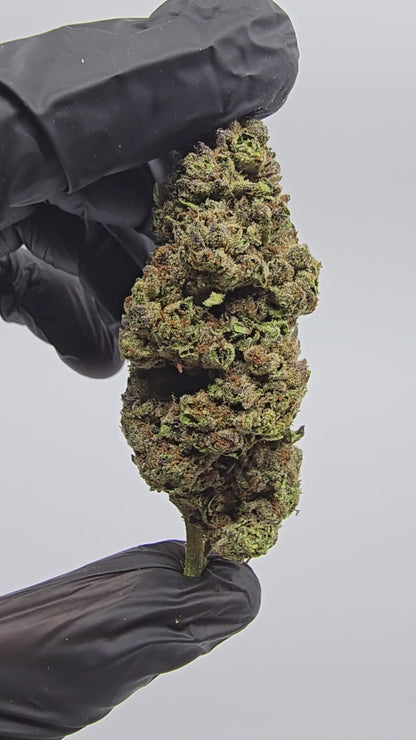 jealousy | boutique tier | flower