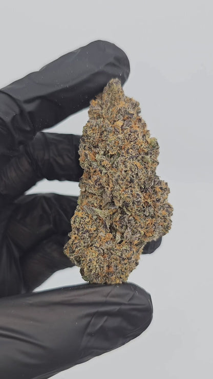 neon slushie | exotic indoor | flower