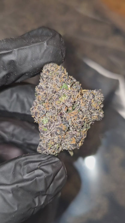 rainbow sherb | exotic indoor | flower