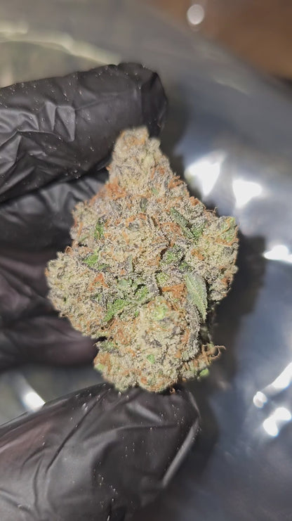 time wreck | exotic indoor | flower