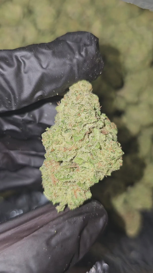 amnesia haze | top tier | flower