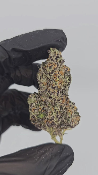 hawaiian haze | exotic indoor | flower